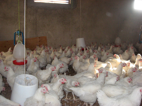 mcf-poultry-farming-2