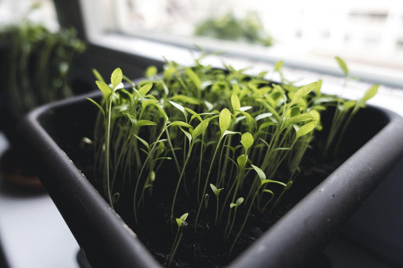 Close up of herb seedlings - a pot filled with green plants sitting on a windowsill